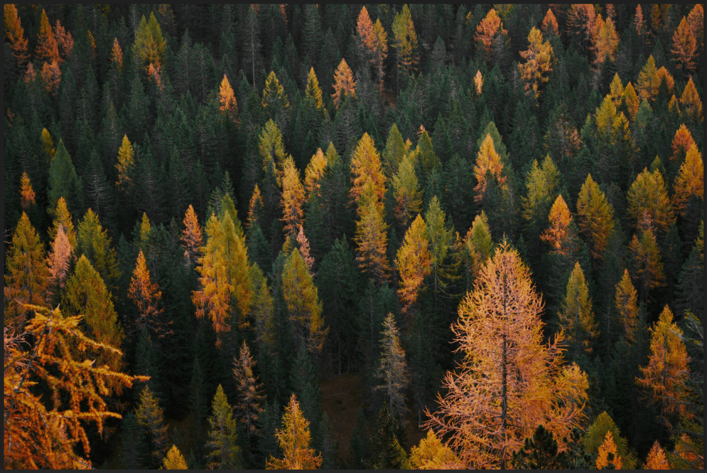 Zoom sur les bois imputrescibles en&nbsp;France